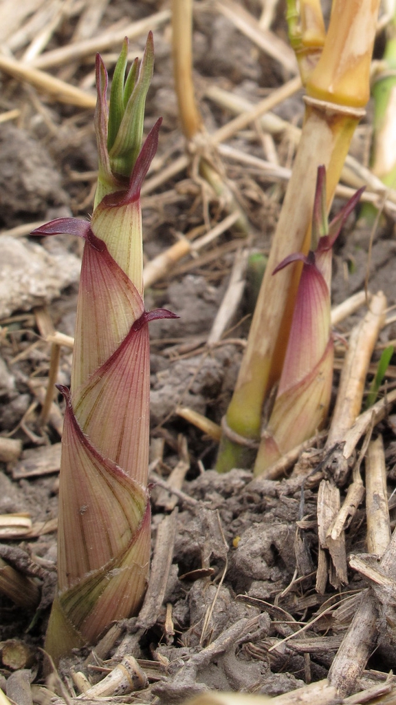 Form