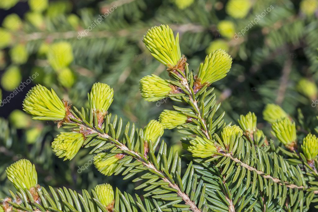 Picea abies "Nidiformis'