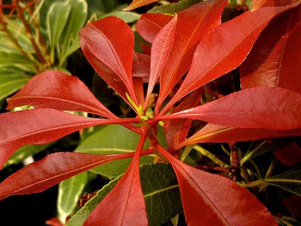 Pieris japonica