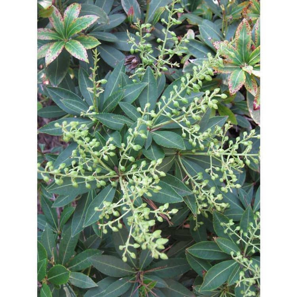 Pieris japonica