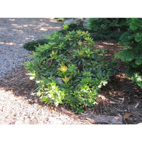 Pieris japonica