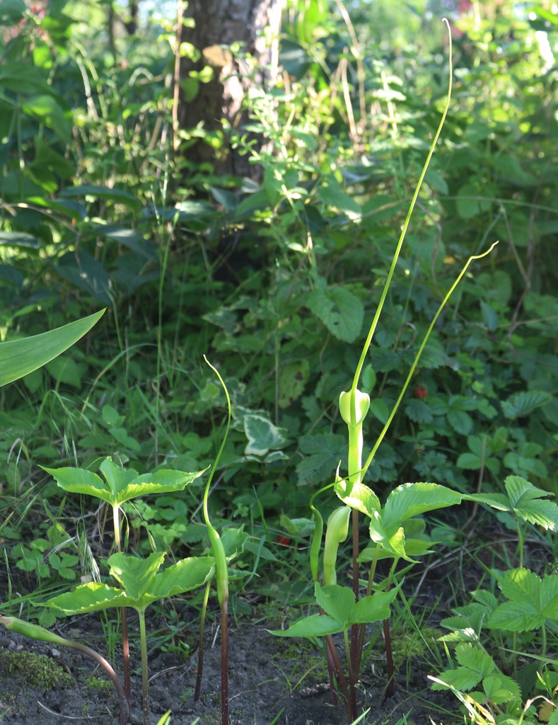 Form