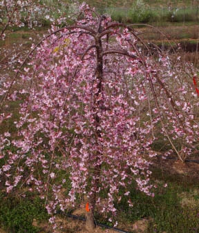 Prunus 'NCPH1' PPAF