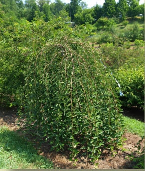Prunus 'NCPH1' PPAF