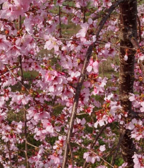 Prunus 'NCPH1' PPAF