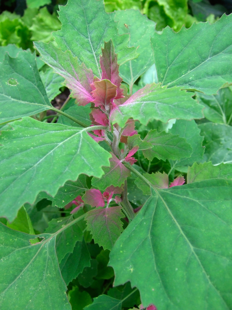 Leafy shoot with green leaves with pink new growths