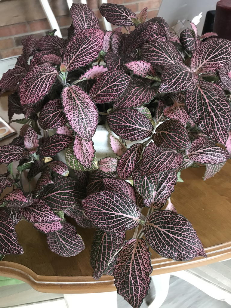 Leaves with pink veins