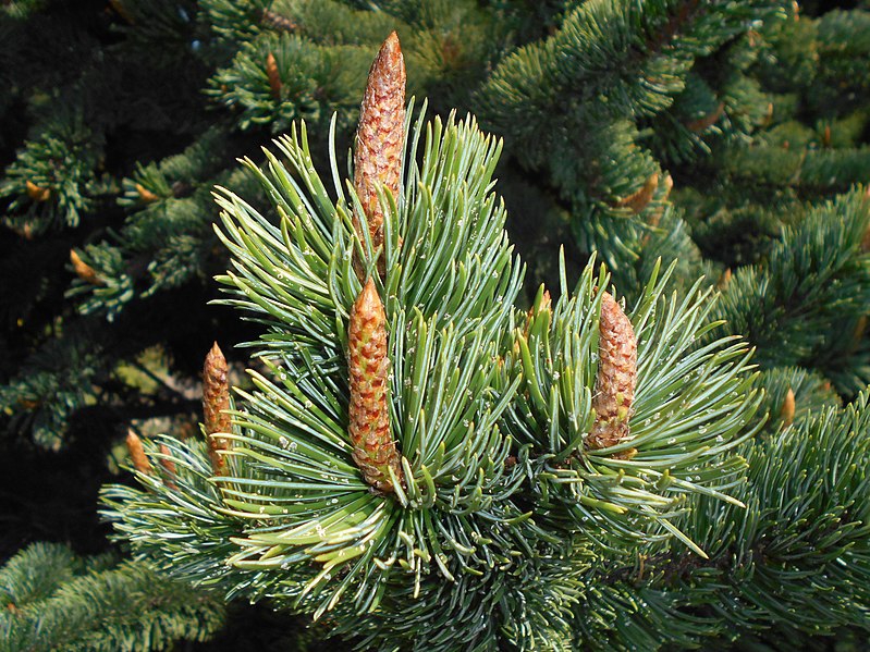 Pinus aristata