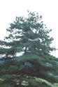 Pinus armandii