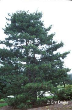Pinus densiflora