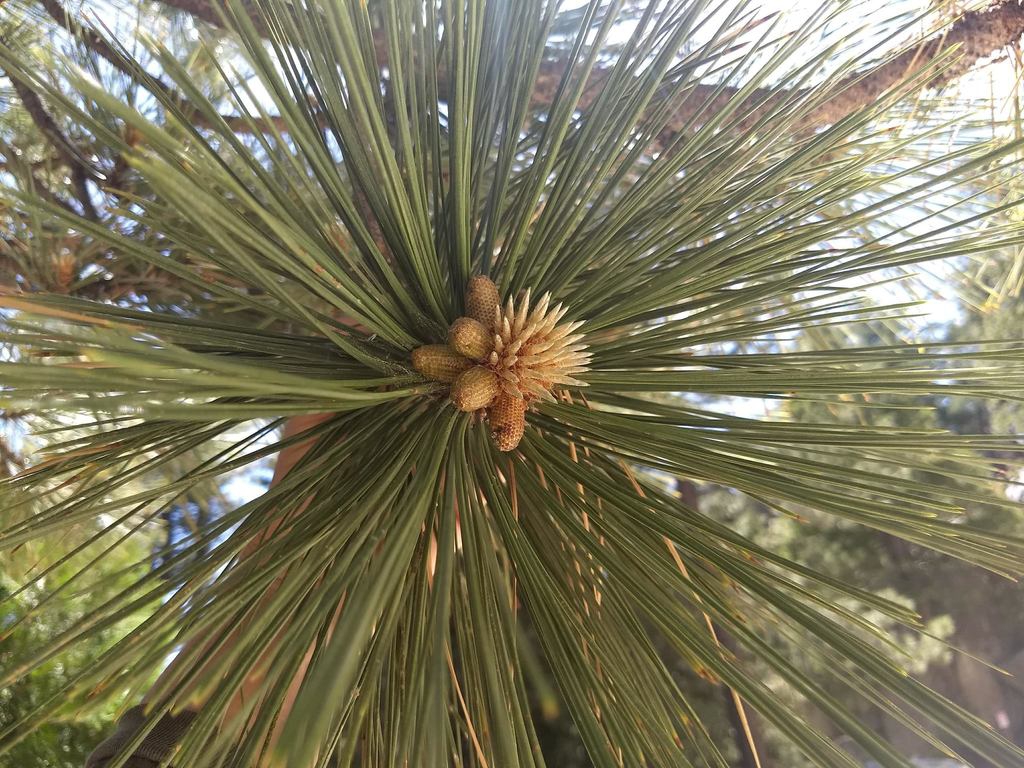 Forming cones