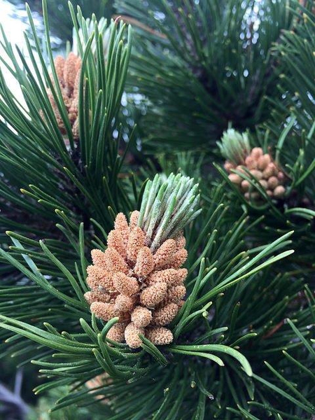 Leaves and female cones