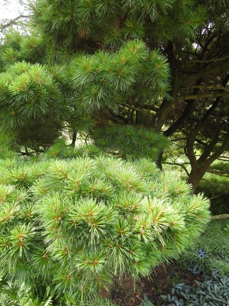 Branch