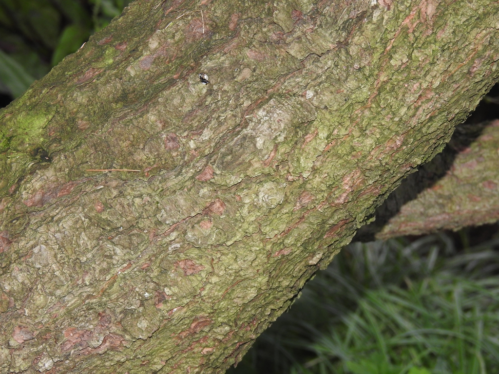 Pinus strobus 'nana' bark