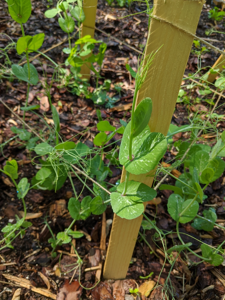 Pisum sativum