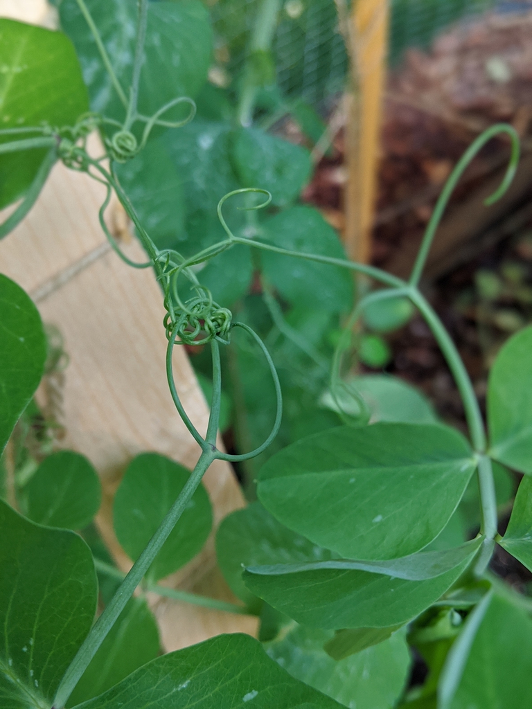 Pisum sativum