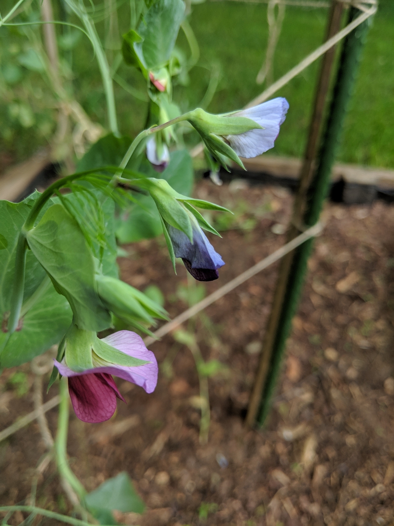 Pisum sativum