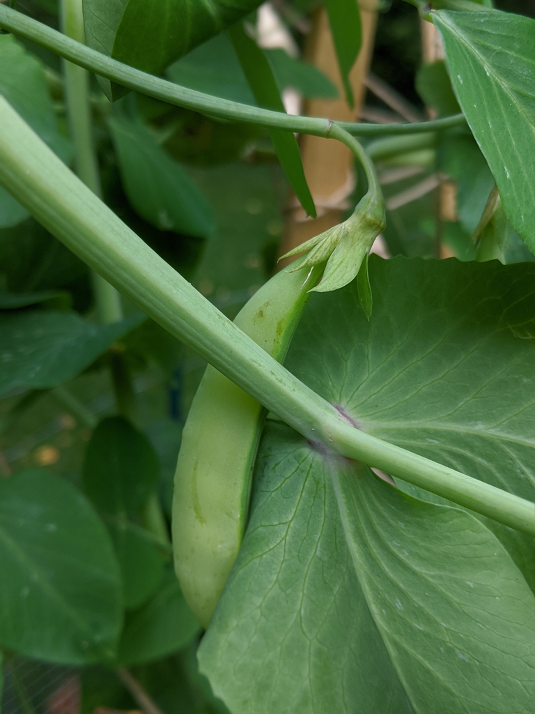 Pisum sativum