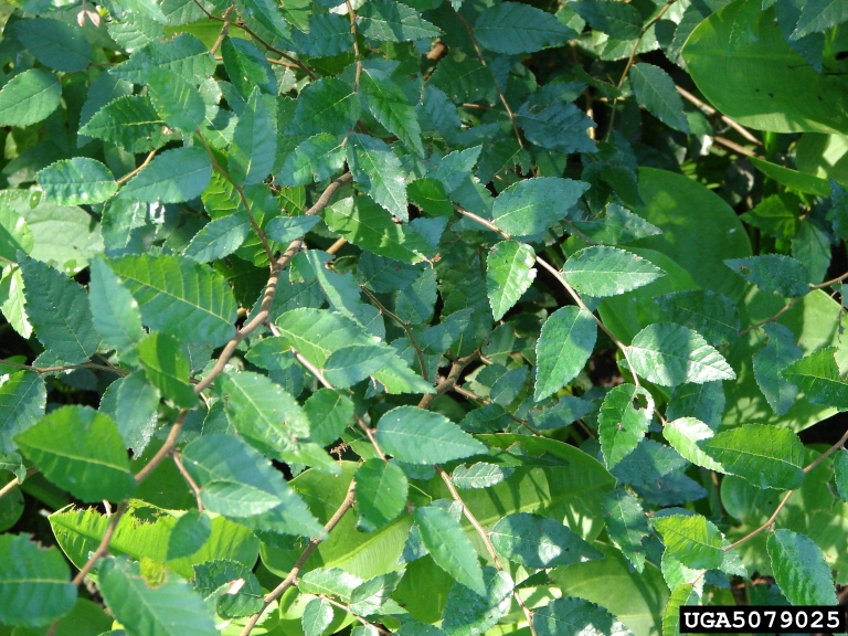 Leaves