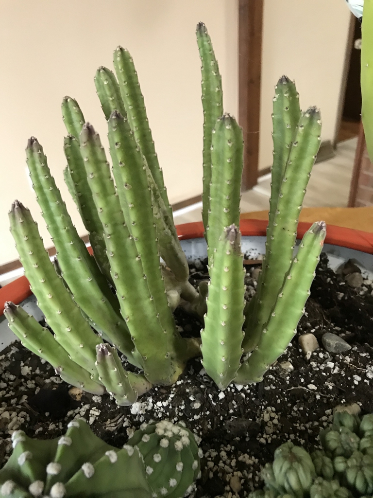 Form