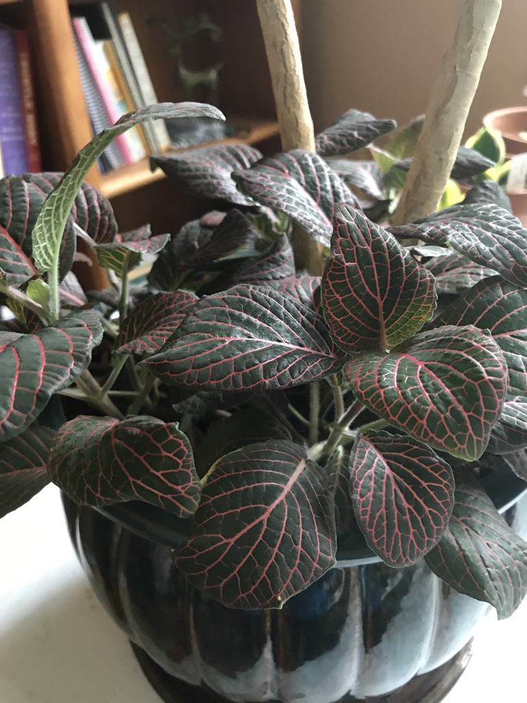 Leaf with red veins