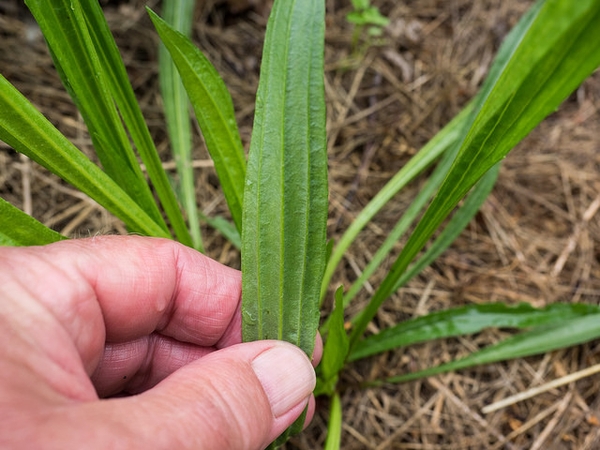 Plantago lanceolata