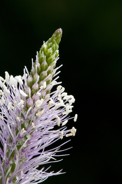 Plantago major
