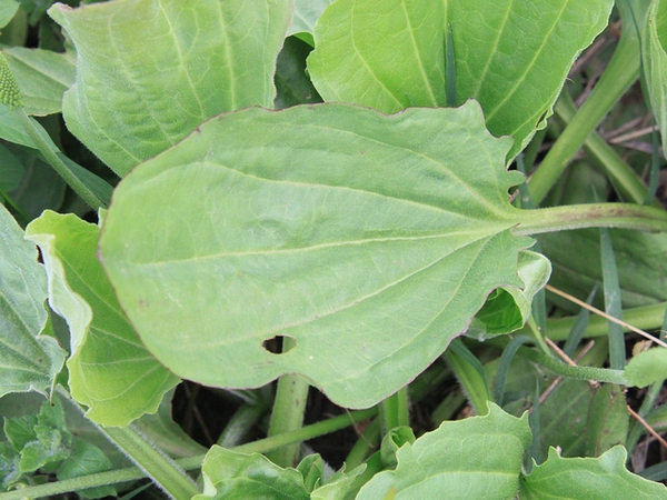 Plantago major