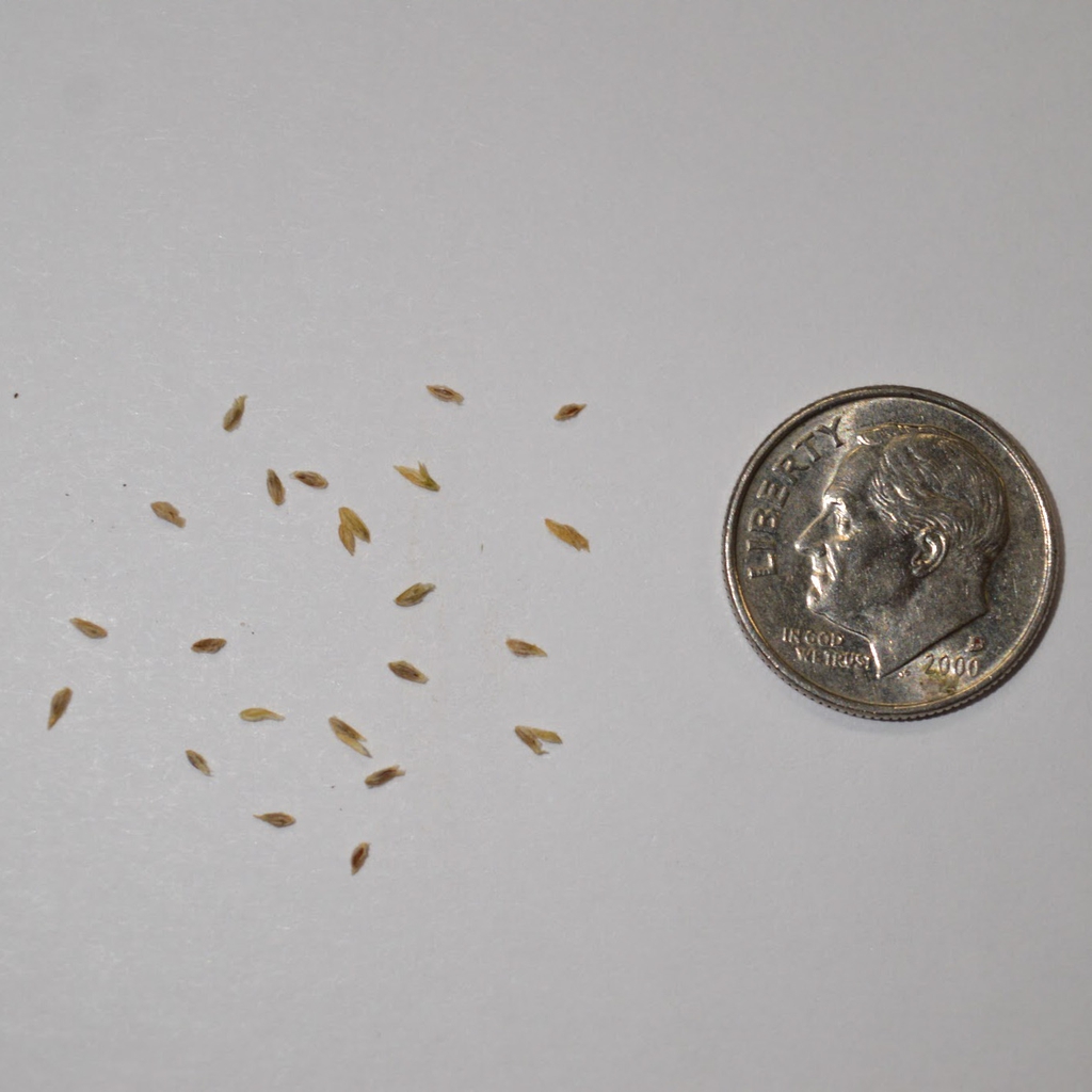 Seeds