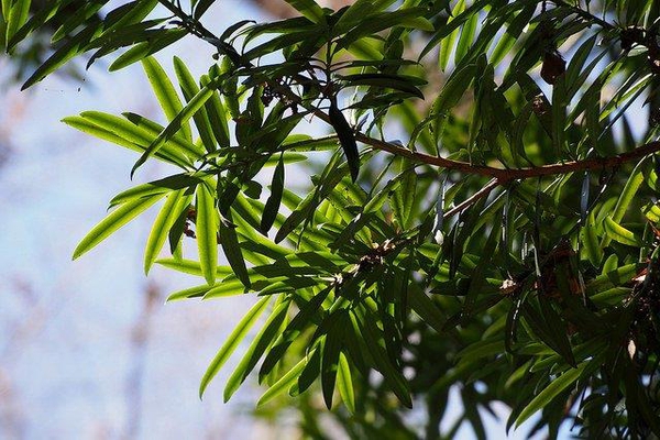 Podocarpus macrophyllus