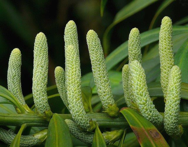 Podocarpus macrophyllus