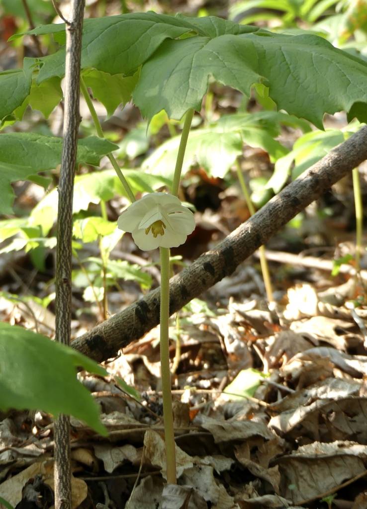 w/White slant line moth - April 28 - Haywood Co., - NC