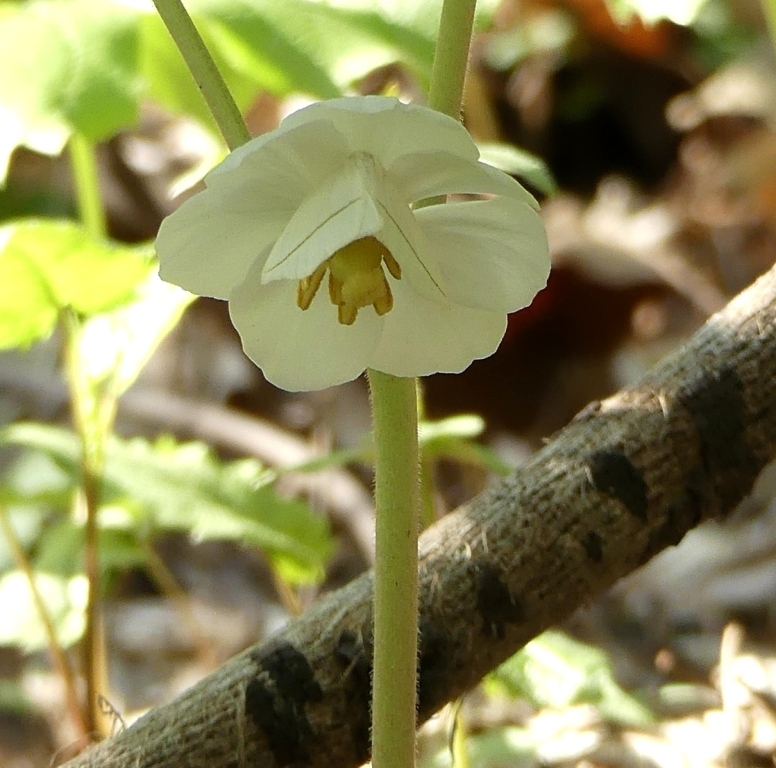 Closeup w/White slant line moth - April 28 - Haywood Co., - NC