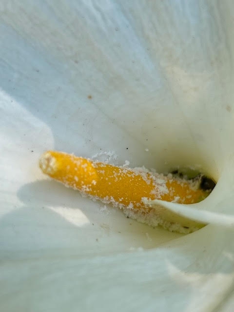 Pollen on the spadix.