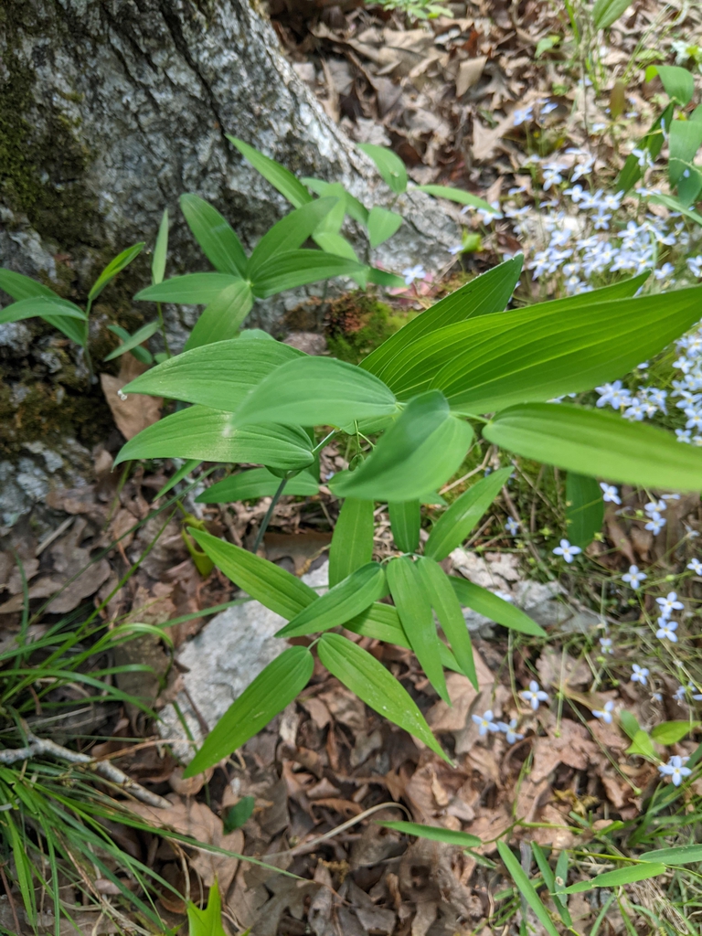 Wild Form