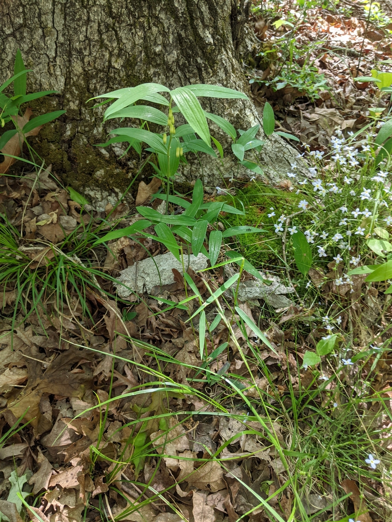 Wild Form