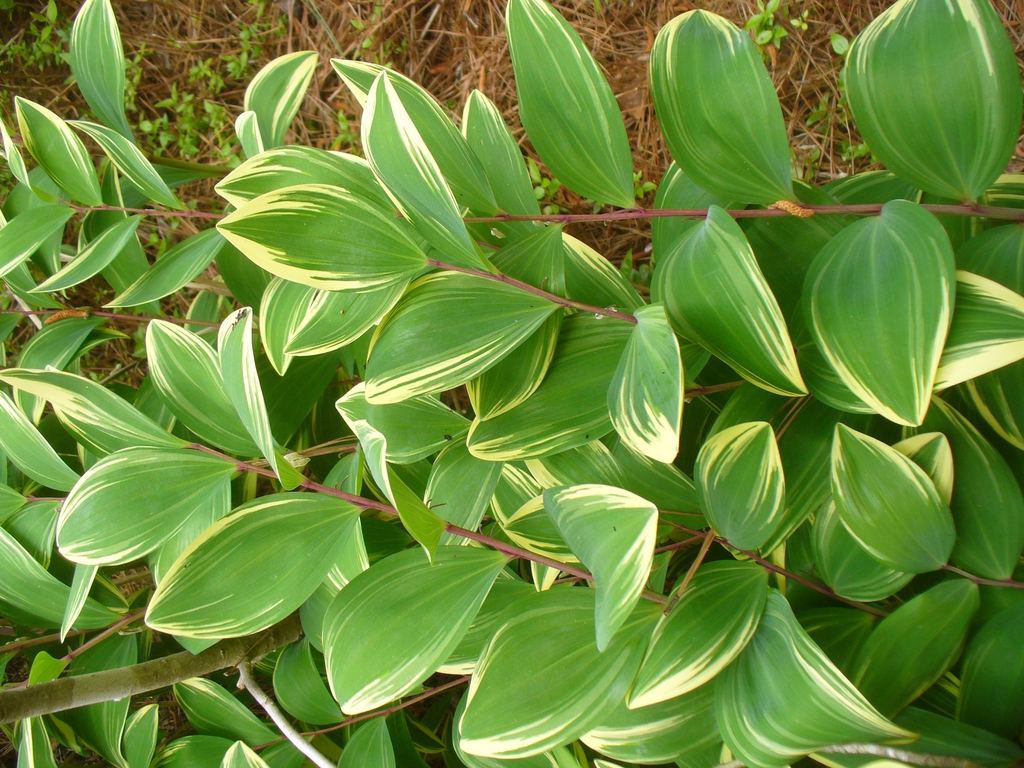 Polygonatum odoratum ‘Variegatum’ in spring/summer