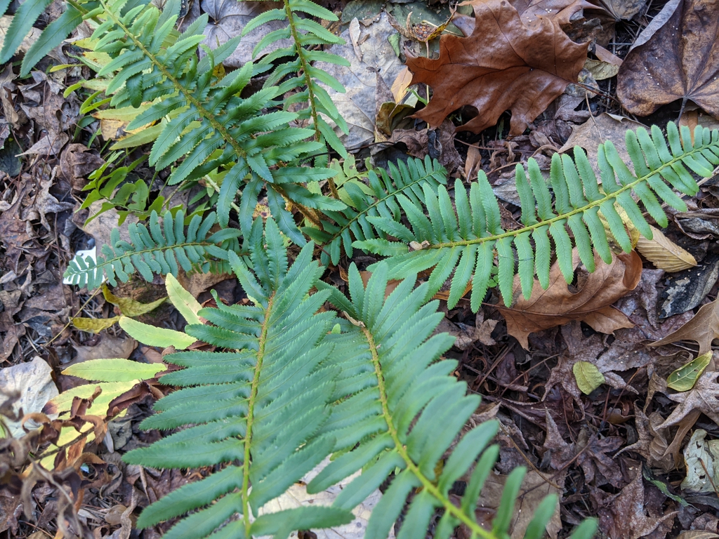 Rosette of pinnate fronds.
