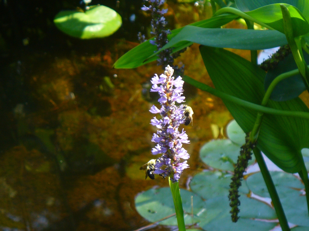 Flower in summer in Moore County