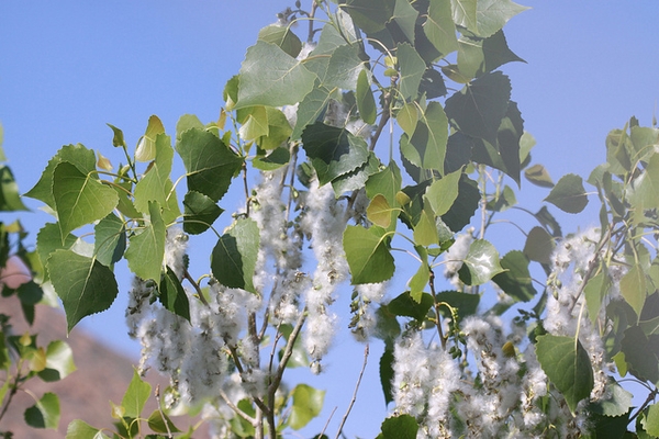 Populus deltoides
