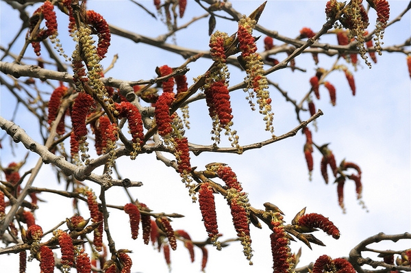 Populus deltoides
