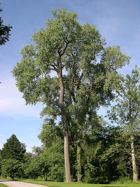 Form
