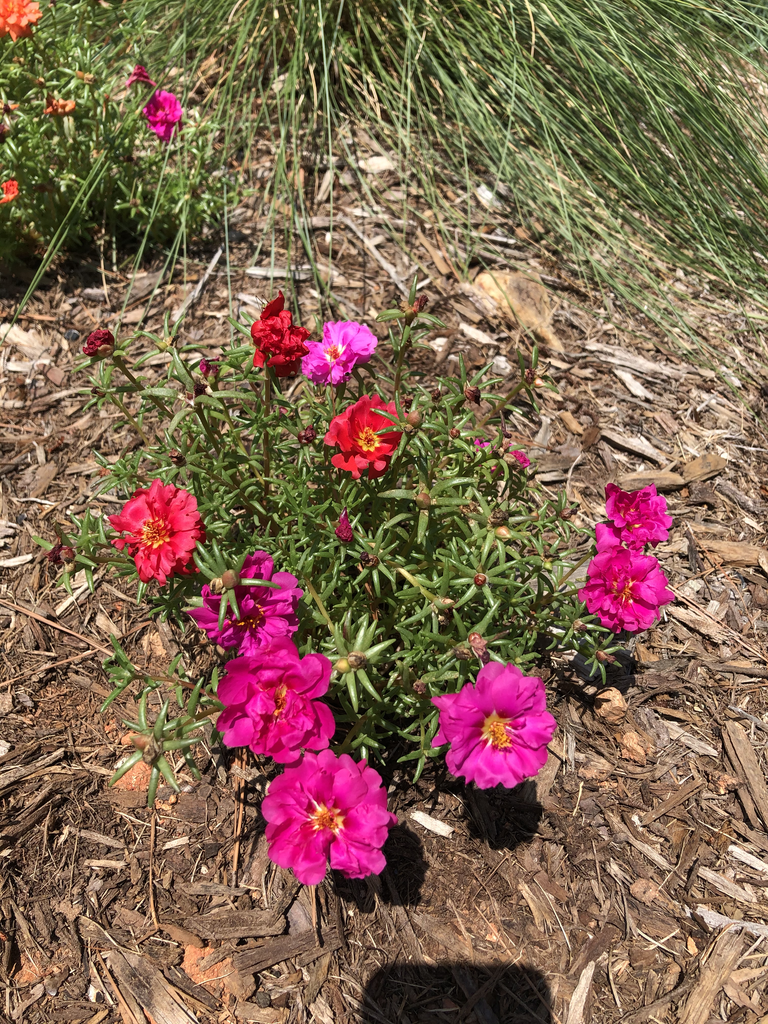 Portulaca grandiflora