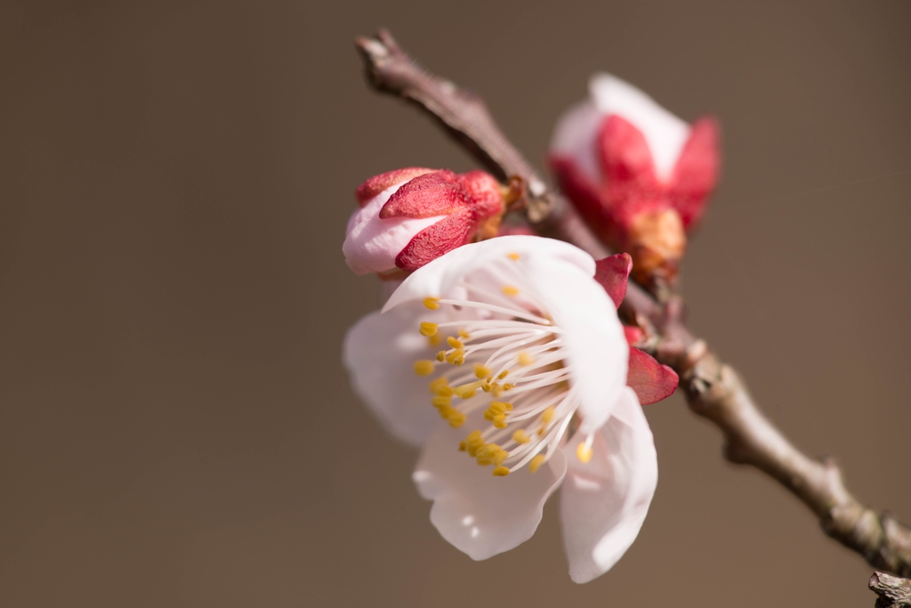 Buds, stem and close up of flower.