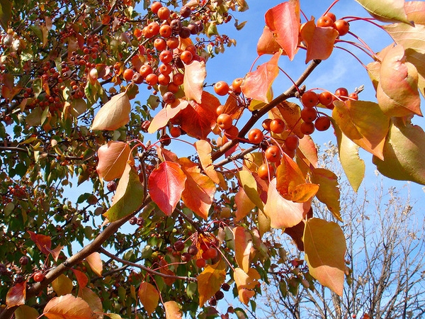 Pyrus calleryana