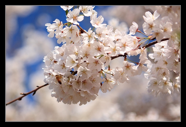 Pyrus calleryana