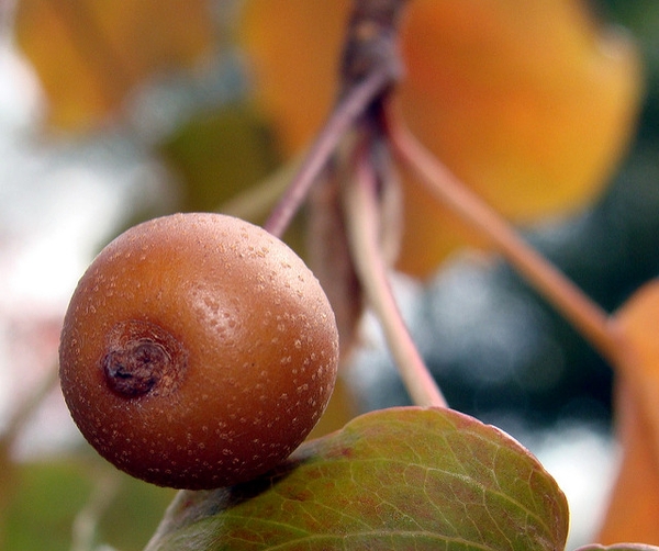 Pyrus calleryana