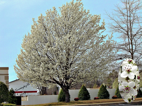 Pyrus calleryana