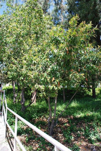 Prunus caroliniana