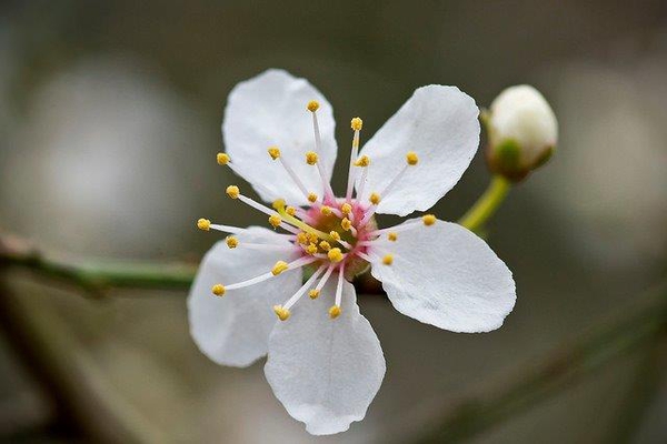 Prunus cerasifera